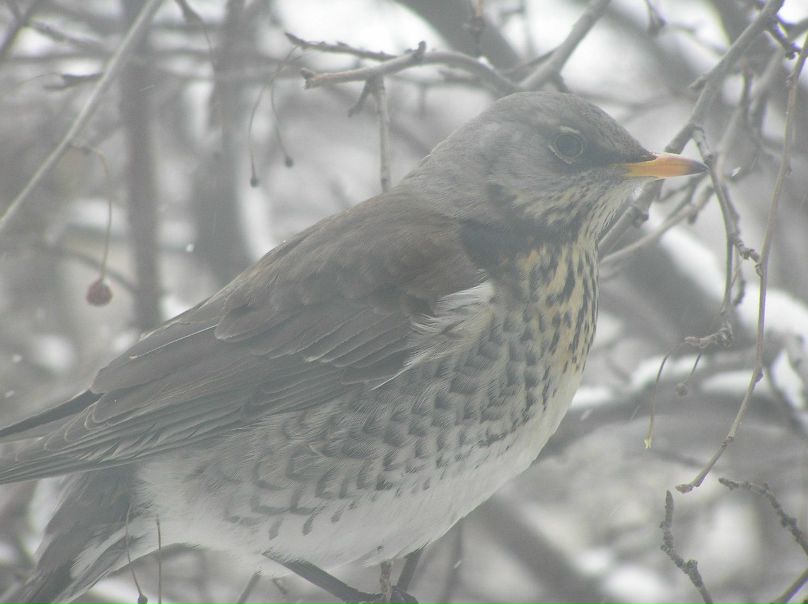 №78, Любовь Акифьева, Екатеринбург №78, Любовь Акифьева, Екатеринбург