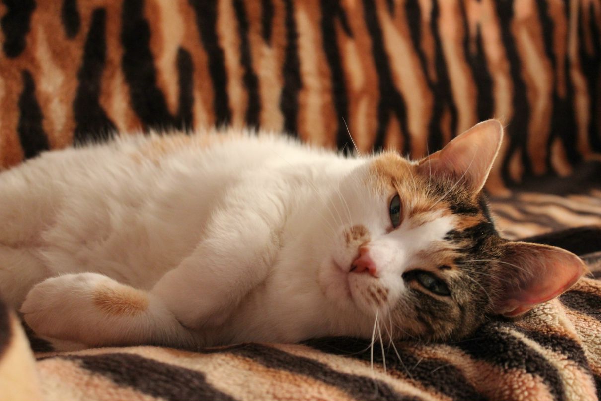 Карина Кулик | Санкт-Петербург