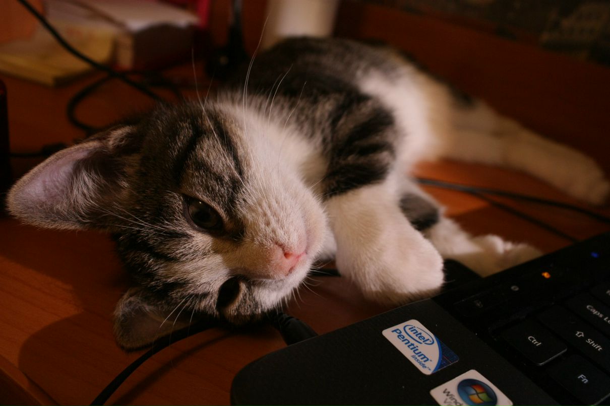 Usik Karpovich | Санкт-Петербург