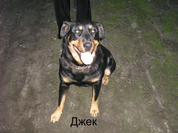 Вітьок Дацюк | 