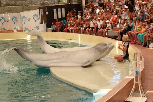 №100, Polina Dmitrieva, Новосибирск №100, Polina Dmitrieva, Новосибирск