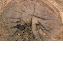 №74, Алина Деревянко, Харьков №74, Алина Деревянко, Харьков