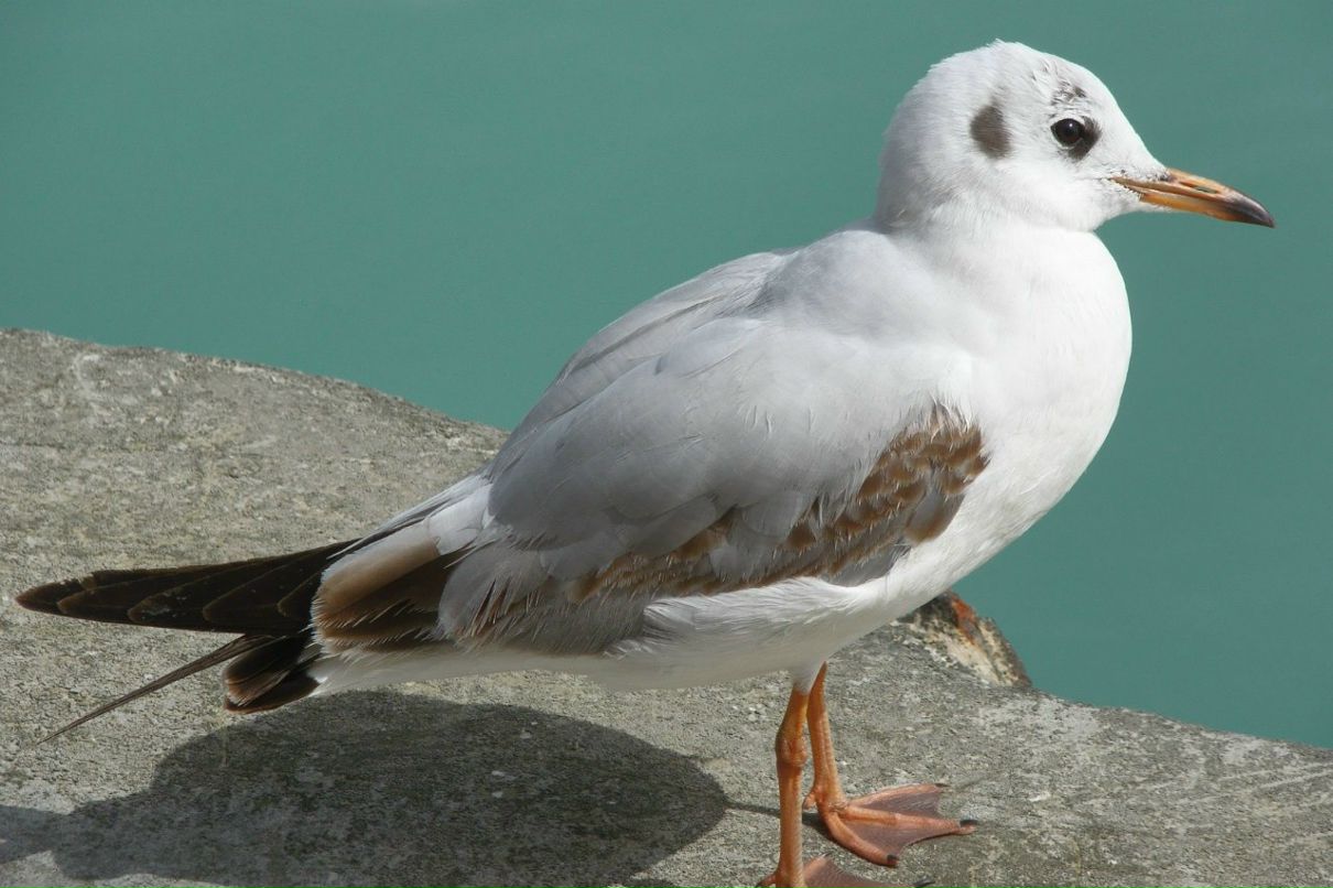 Денис Балинов | Санкт-Петербург