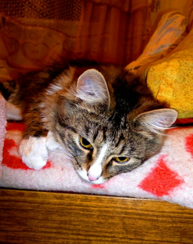 Аня Брехова Enot | Москва