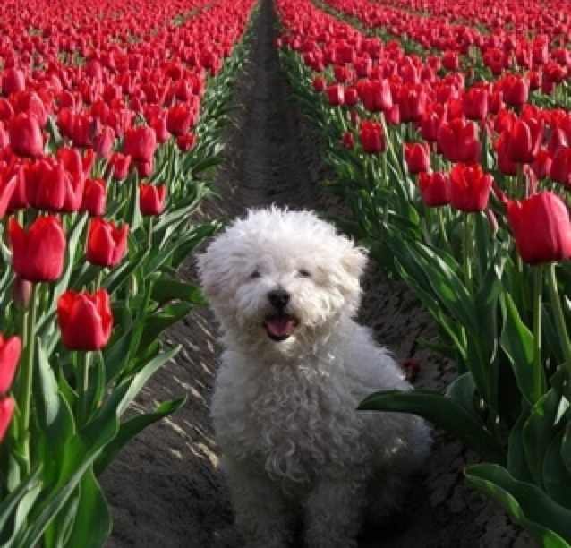 Апачи Биниту | 