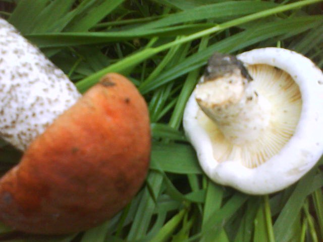 Sveta Korotich | Киев