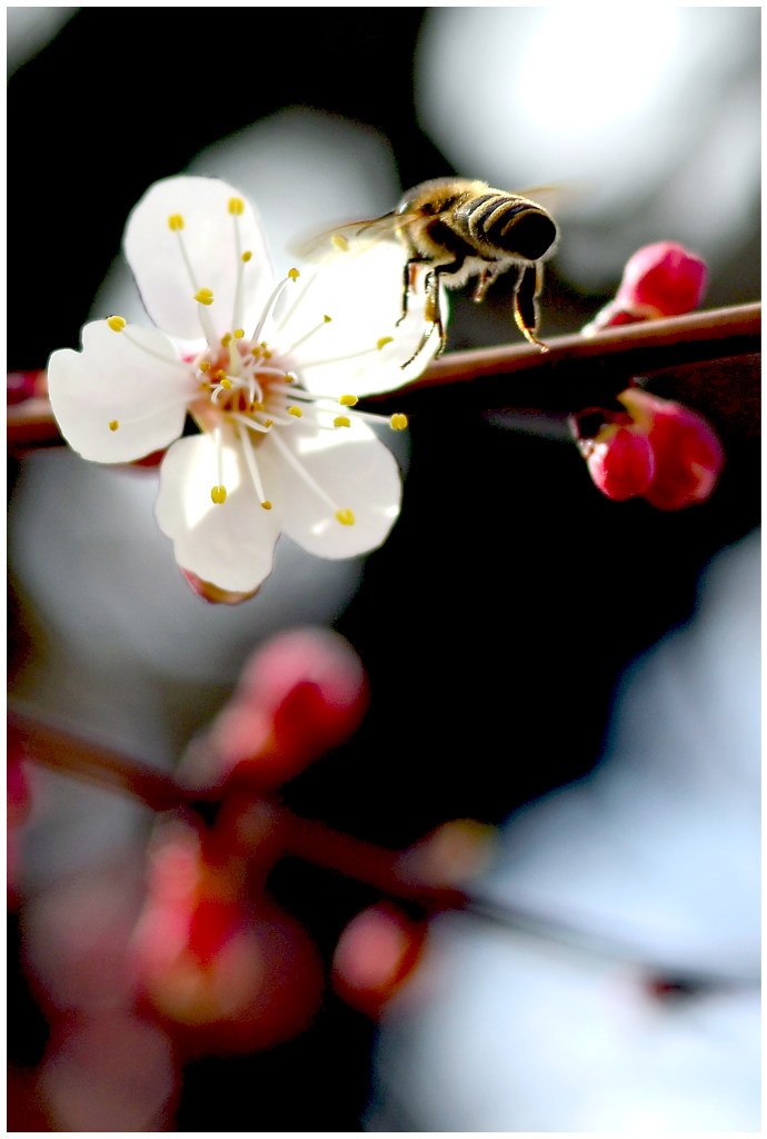 Олег Мирошник | Симферополь