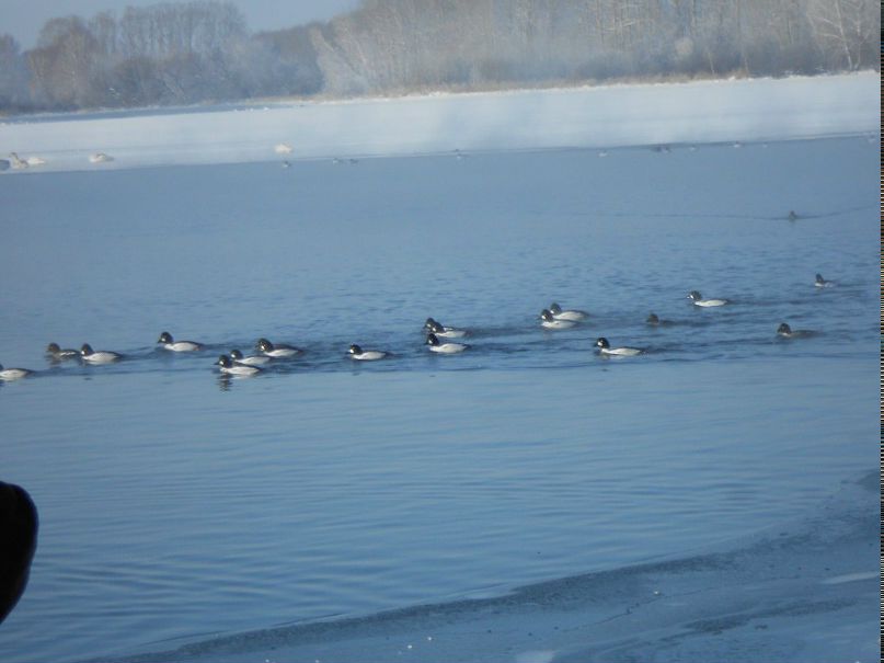 Марина Орлова | Бийск