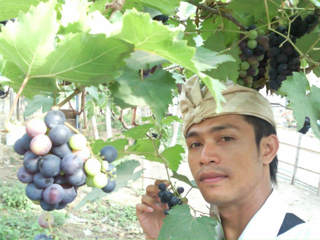 Komang Windu | Denpasar