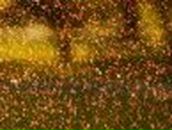 Яночка Педоренко | Полтава