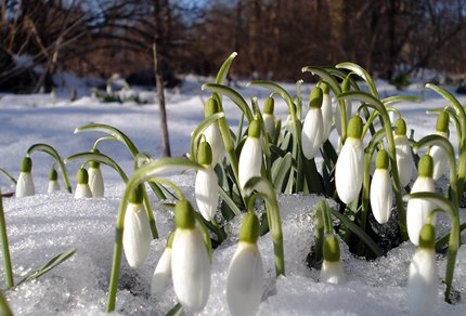 Серёжа Грушевский | 