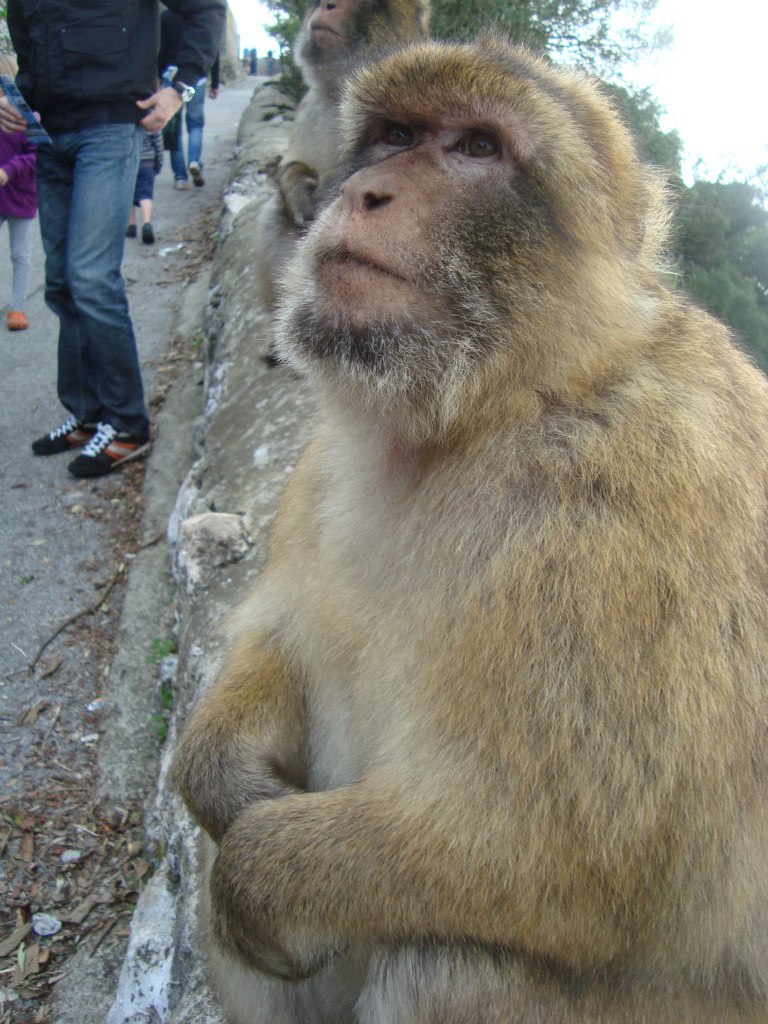 Андреа Фриче | Dublin