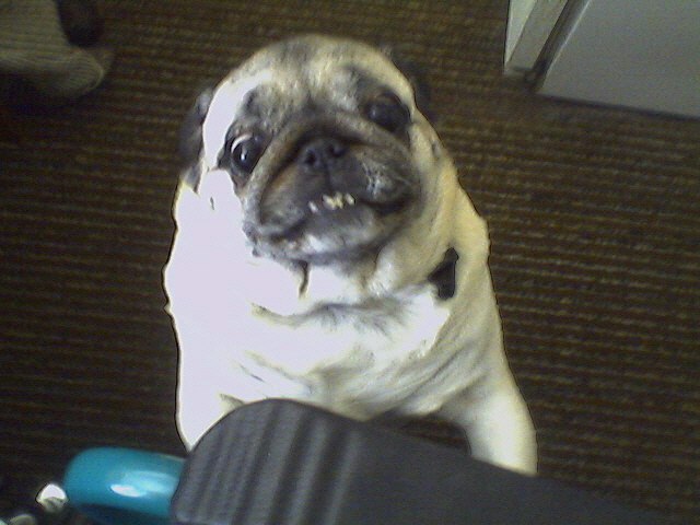 Мишаня Савченко хуёвый | Минск