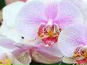 Юлия Панова *VEL* | 