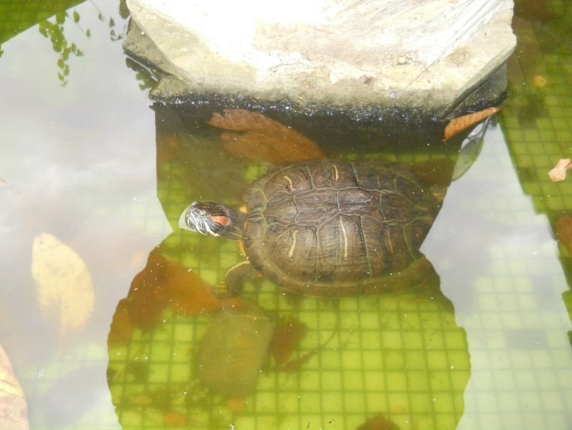 №13, Таня Орел, 38 лет, Ромны №13, Таня Орел, 38 лет, Ромны