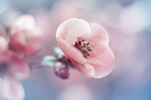 Елена Лутошкина | Тула