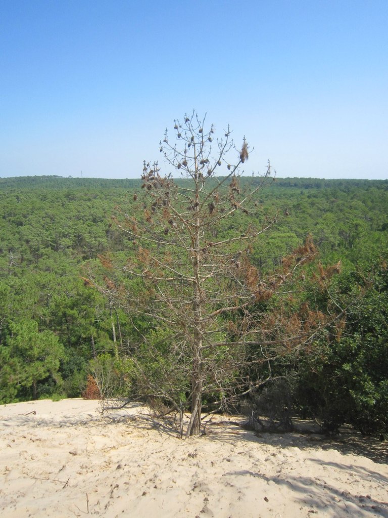 Макс Смирнов Haru | Санкт-Петербург