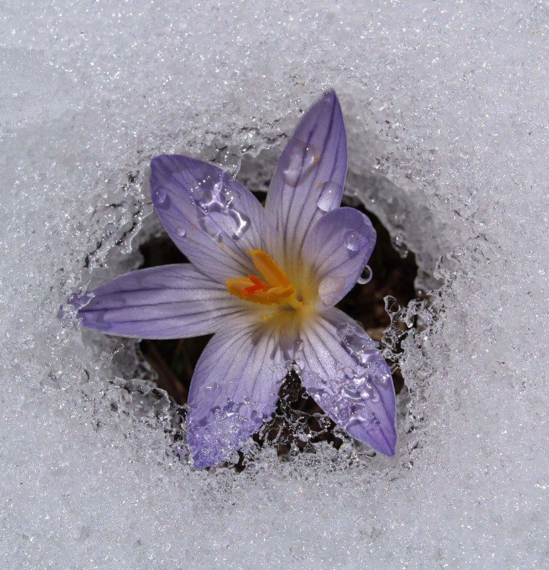 Алёнка Пикалова | Иваново