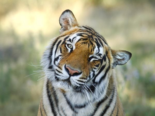 Сергей Пачков | Черноморск / Ильичевск