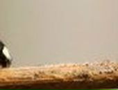 Алла Архипова | Калининград