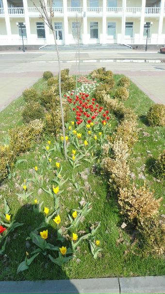 №54, Оля Сташкевич, 33 года, Тополи №54, Оля Сташкевич, 33 года, Тополи