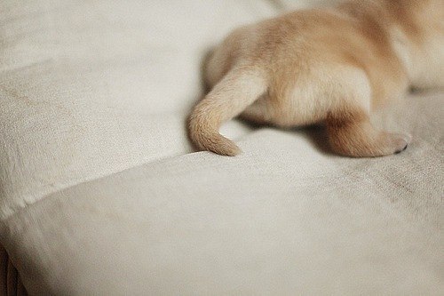 Елена Колесова | Нижний Новгород