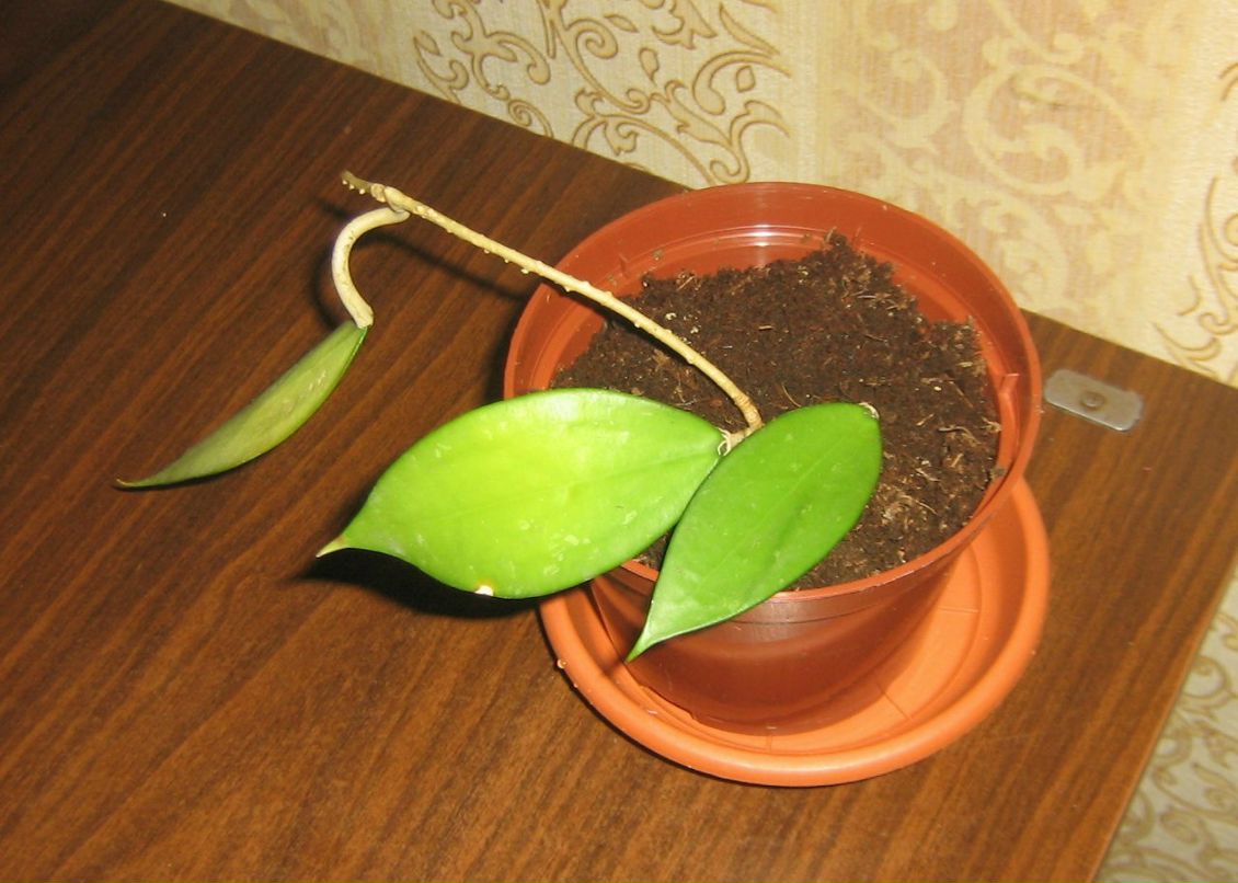 Ольга Атавина | Санкт-Петербург