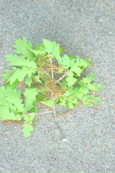 №70, Виктория Петрик, Киев №70, Виктория Петрик, Киев