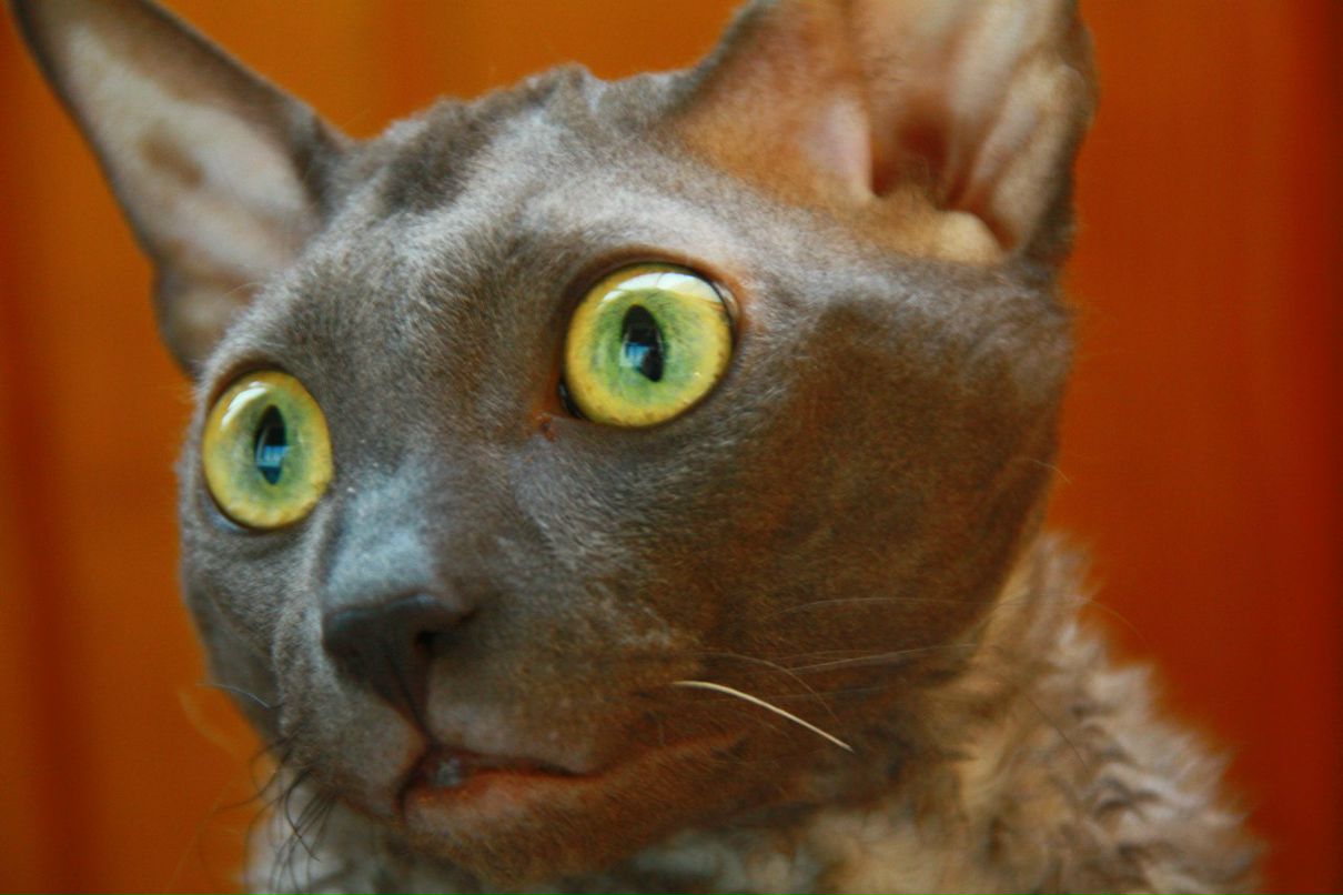 Анна Ривилис | Москва