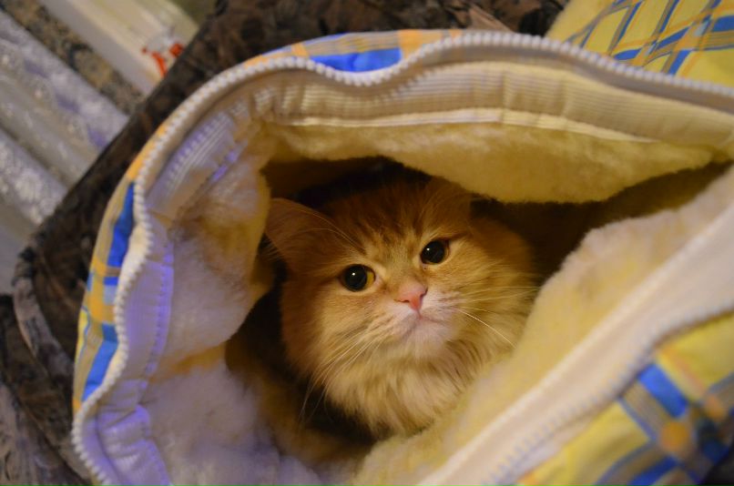 Кирилл Думанский | Киев