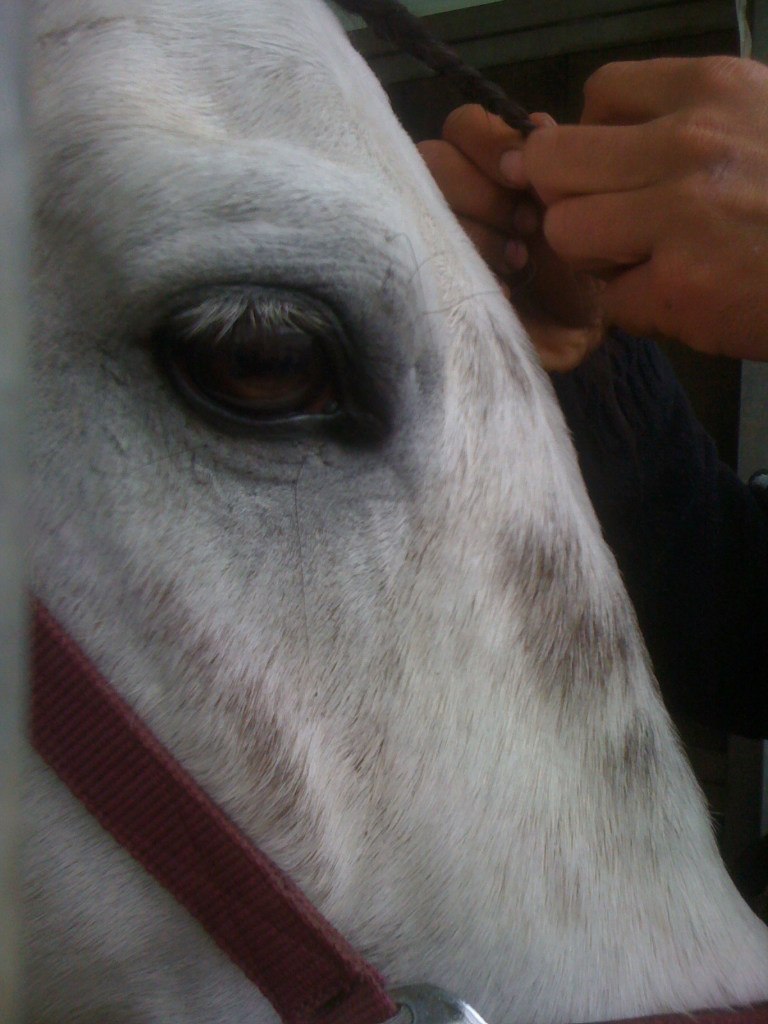 Ира Соколова | Roma