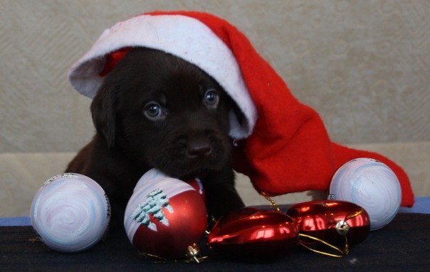 Артемий Кувин | Котлас