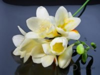 Дарья Кривонос | Санкт-Петербург