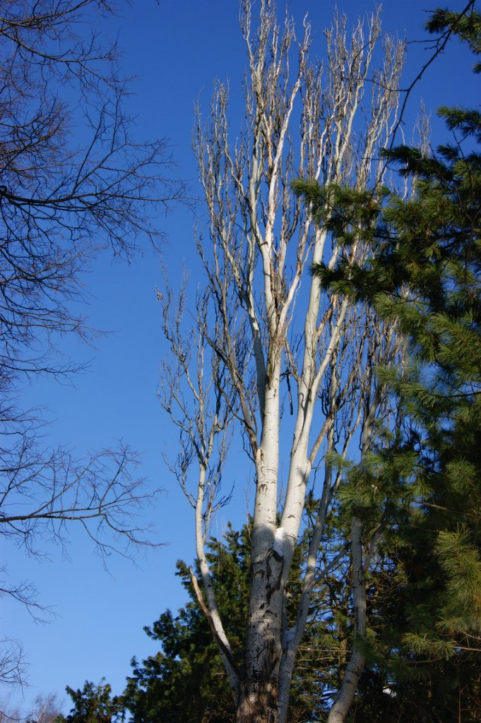 Мария Чудесникова Грейс | Москва