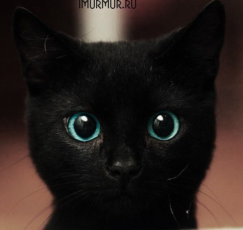 Вероничка Цирук | Санкт-Петербург