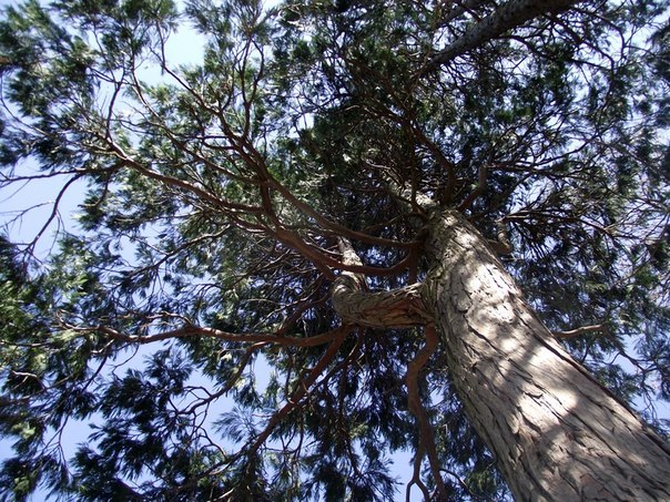 Вероника Целинко Yoruichi | Одесса