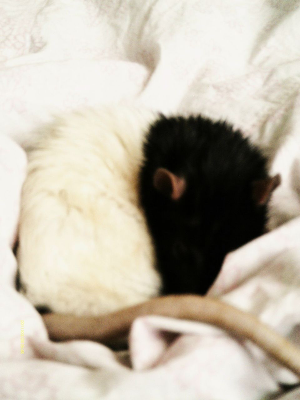 Юлька Смирнова | Комсомольск-на-Амуре