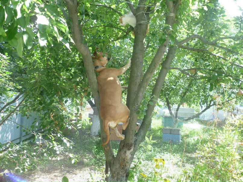 Станислав Сурков | Днепр (Днепропетровск)