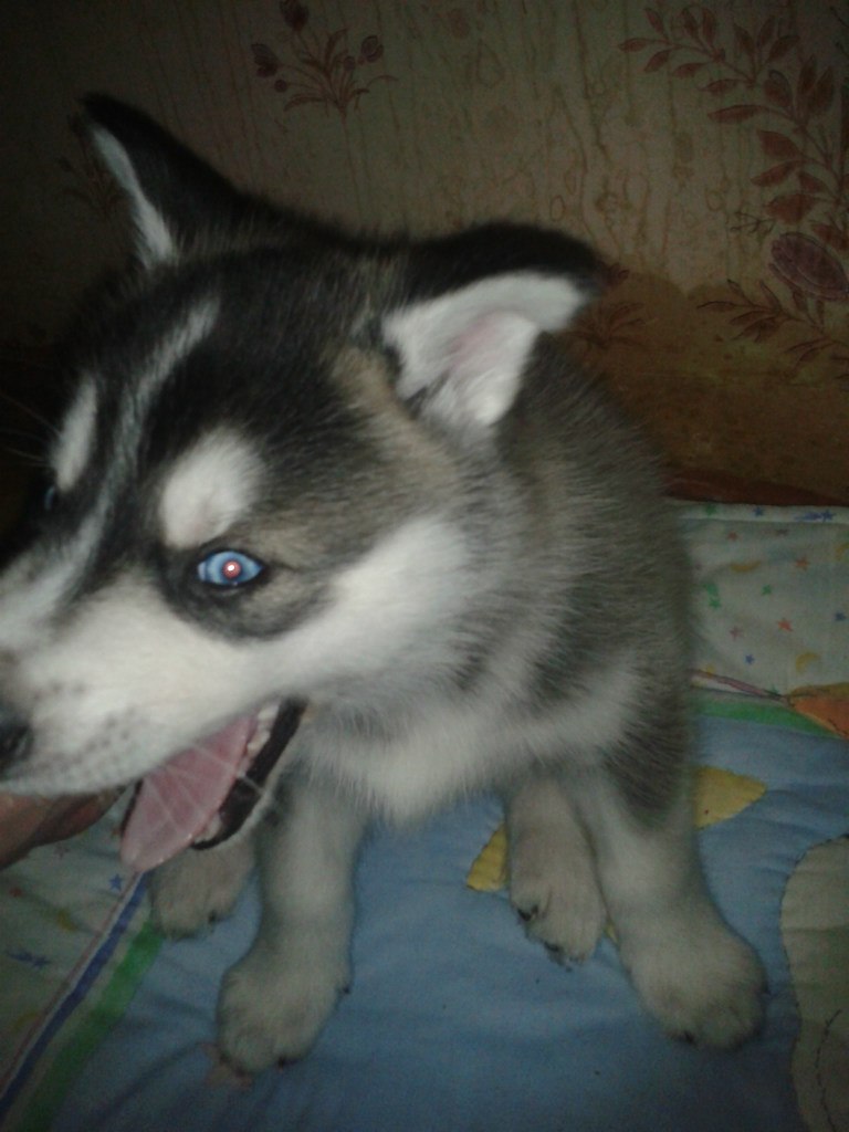 Александр Зарубенко Алексашка | Киев