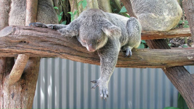 Зоя Гаража | Санкт-Петербург