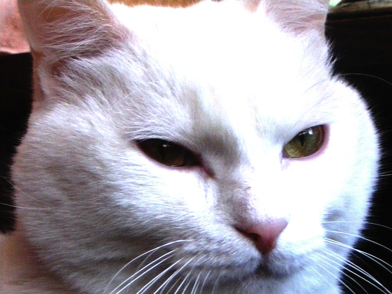 Ирина Лесник | Кишинев