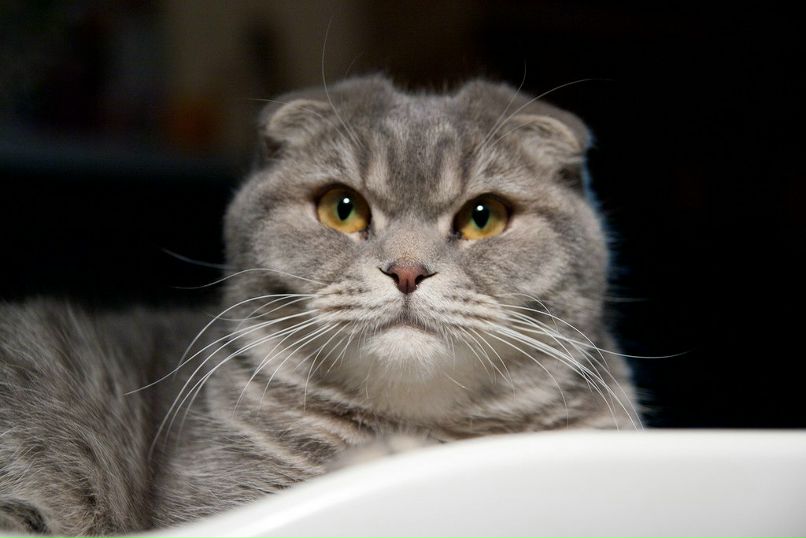 Ида Штиглиц | Воронеж