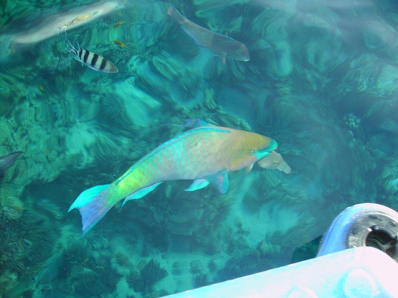 Алексей Калита | Конотоп