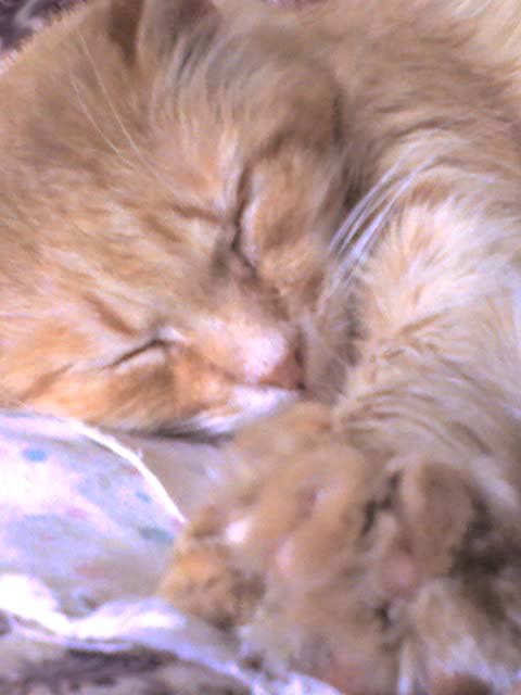 Юлия Зазыбо | Минск