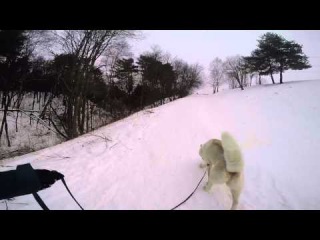 HUSKY WALKER