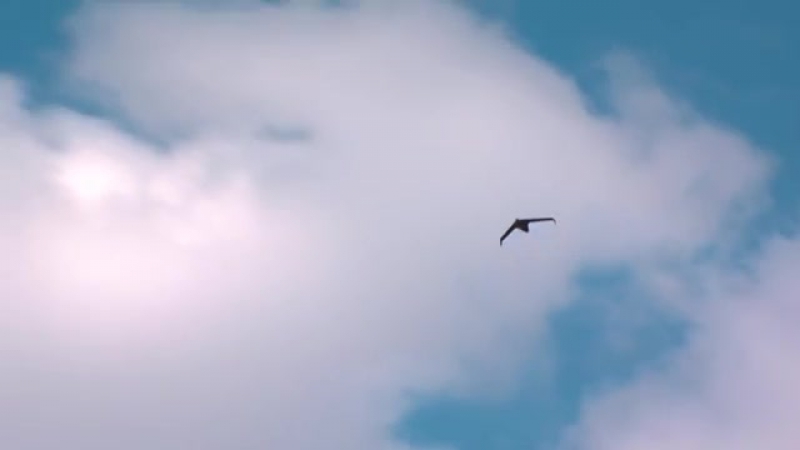 Birdeye 650