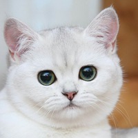 Кошка Мурка