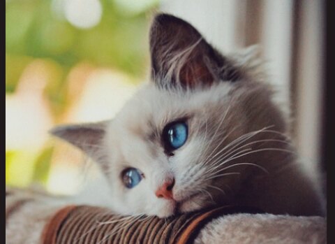 Сергей Белый, Россия, Санкт-Петербург