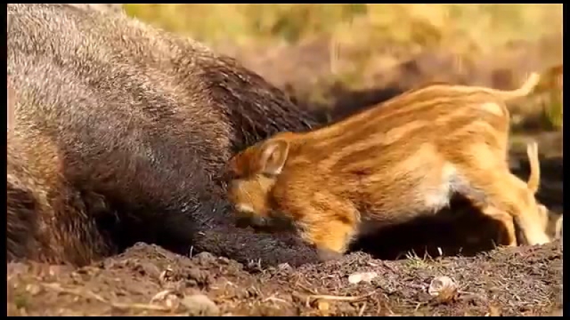 Кабан. Кормление поросят. Wild boar. Feeding piglets. Sus scrofa. дикий мир и