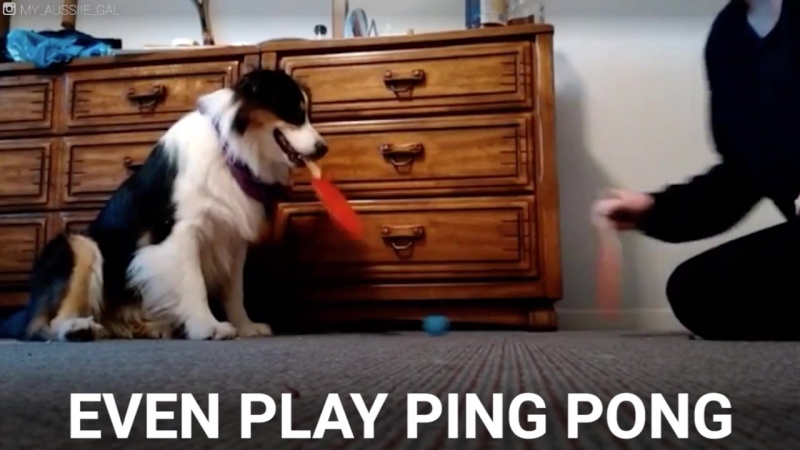 This Girl And Her Dog Do Everything